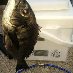 くろねこ流紀州釣りに挑戦！！